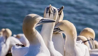 宁忠岩确认以球员身份加盟“东北超”哈尔滨队