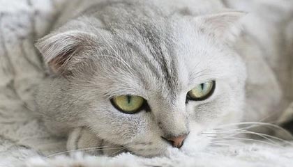 宁忠岩确认以球员身份加盟“东北超”哈尔滨队